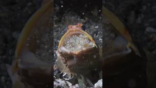 Jawfish Dad Protects Eggs in His Mouth 🐟 😲 MarineLife NatureWonders OceanLife FishParenting [upl. by Eicnarf208]