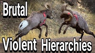 Bighorn Rams Head Butting [upl. by Dedra]