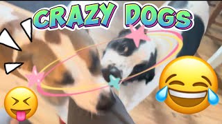 Dogs Go Crazy for 2 minutes [upl. by Janicki]