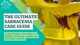 Ultimate Sarracenia Care Guide [upl. by Thaddus796]