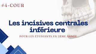 Anatomie dentaire  lincivisve centrale inférieure [upl. by Byron]