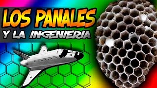 LimonadaTV  ¿Que aprendemos de los panales de las abejas [upl. by Cupo]