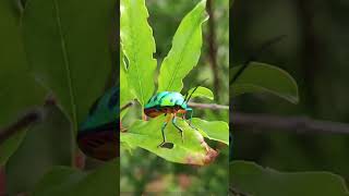 The world of wood beetles beetle makemefamous [upl. by Damien]