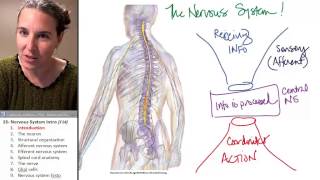 Nervous system 1 Introduction [upl. by Granthem]