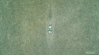 Shagreen Sea Green 8 Inch [upl. by Weismann306]