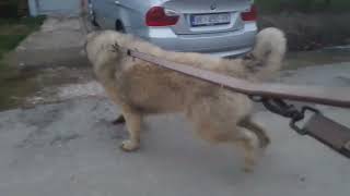 Baraba Balkan Master agry caucasian shepherd dog antunrezicslavonianmaster [upl. by Aztinaj177]