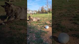 Skinning a tennis ball gsd boxer pitbull [upl. by Calabrese]