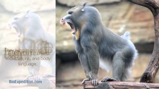 Information about Mandrill [upl. by Nailliw]