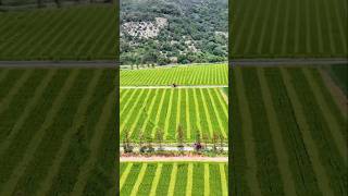 Rice Pollination Techniques For Seeds Production farming agriculture [upl. by Laney]