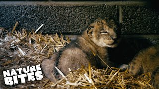 ADORABLE Lion Cubs Meet Their Dad for the First Time  Fota Into the Wild [upl. by Allenad]