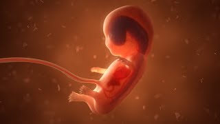 Fetal Development Month by Month  Stages of Baby Growth During pregnancy [upl. by Myrvyn360]