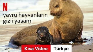 Yavru Hayvanların Gizli Yaşamı Kısa Video  Türkçe fragman  Netflix [upl. by Anaidni]