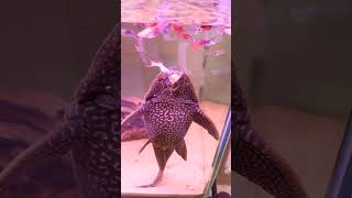 Feeding My Pet Pleco a Cream Puff [upl. by Ellynad]