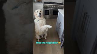 Golden Retriever The Worlds Best Negotiator [upl. by Freddy160]