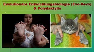 Evolutionäre Entwicklungsbiologie und Polydaktylie [upl. by Enybor]