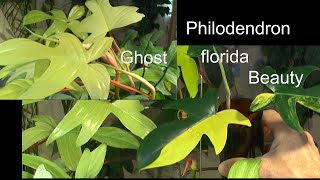 Philodendron florido Ghost und Beauty So schön und pflegeleicht wie kaum eine andere Pflanze [upl. by Niwred]