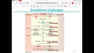 Lecture 10  Glycogen MetabolismBiosynthesis and Degradationand Regulation [upl. by Tutto995]