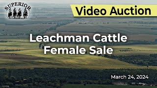 Leachman Cattle Spring Female Sale [upl. by Kitrak]