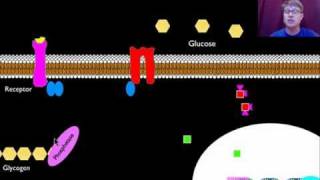 Signal Transmission and Gene Expression [upl. by Niar]