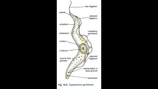 how to draw trypanosoma gambiense [upl. by Attenat]