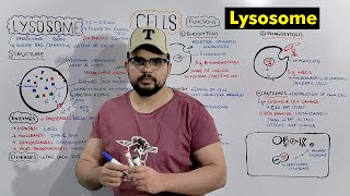 Lysosome  Suicide bag of Cell Structure and Function of Lysosome Detailed Series [upl. by Hasty851]