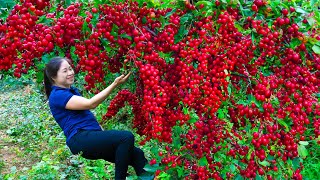 Single Girl Harvest oleaster amp Goes To Market Sell  Harvesting And Cooking  Lý Song Ca [upl. by Joannes]