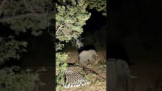 Elephant walking peacefully in the Kruger National Park animals krugerpark nationalgeographic [upl. by Rip]