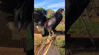 Black Jap McRae Robello Farm in Hawaii chicken rooster [upl. by Nancy]