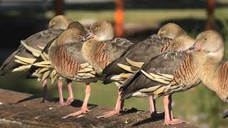 Plumed WhistlingDuck 55 [upl. by Hsinam69]