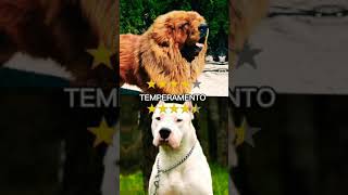 Mastín tibetano VS Dogo argentino ustedes que opinan  quien gana  para mí el mastín tibetano D [upl. by Stepha]