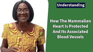 How The Mammalian Heart Is Protected and Its Associated Blood Vessels [upl. by Pascale]