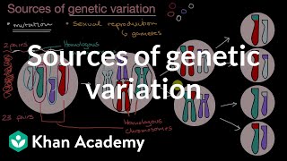 Sources of genetic variation  Inheritance and variation  High school biology  Khan Academy [upl. by Palmer798]