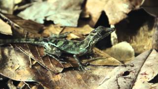 Adapting Anolis  A film by Tom Rowland [upl. by Eerazed722]