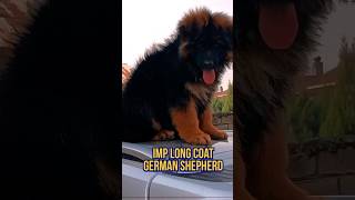 IMP German shepherd puppy  long coat German shepherd germanshepherd gsd trending shorts puppy [upl. by Lomax]