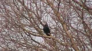 Das Kinderlied vom Vogel im Baum [upl. by Bernarr]