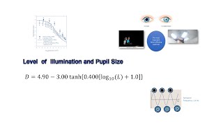 Level of Illumination and Pupil Size [upl. by Ayimat467]