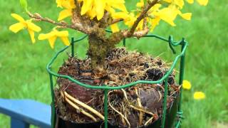 Bonsai Experiment root feet Part 2 Bonsai Experiment Wurzelfüße Teil 2 2014 [upl. by Sperry871]