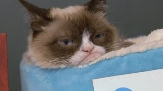 Grumpy Cat Death  The Disturbing Truth [upl. by Bokaj]