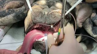 Temporary palatopexy procedure for brachycephalic obstructive airway crisis in dogs [upl. by Lawton]