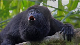 Nayara Springs Costa Rica Howler Monkeys [upl. by Ashli28]