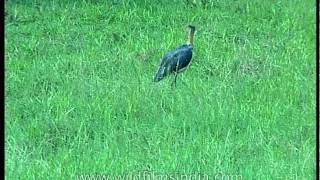 Lesser Adjutant Stork or Leptoptilos javanicus in Kaziranga [upl. by Betz]