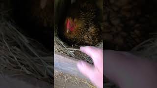 Got pecked by a broody hen while collecting eggs [upl. by Repinuj]