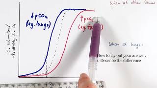 AS Biology  Oxygen dissociation curve OCR A Chapter 84 [upl. by Kaule]