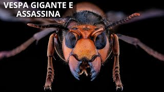 Vespa Asiatica Gigante e Assassina [upl. by Inar172]