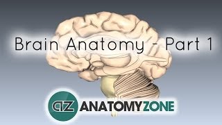 Basic Parts of the Brain  Part 1  3D Anatomy Tutorial [upl. by Ajup]