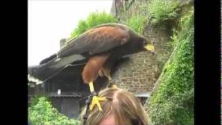 Roofvogelshow op de Burcht van Cochem  Duitsland september 2011 [upl. by Eart]