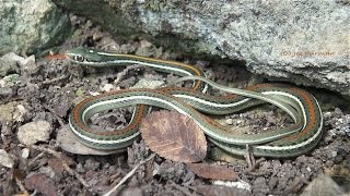 Thamnophis proximus rubrilineatus [upl. by Ayaladnot]