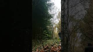 the der wanderer hiker nature natural walk walking cool great wow shorts video forest o [upl. by Eninnej]