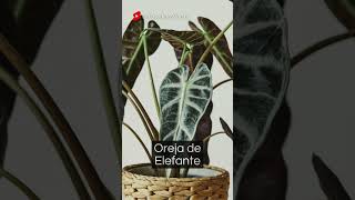 10 Plantas DE INTERIOR para decorar tu casa shorts plants houseplants indoorplants [upl. by Nahem999]