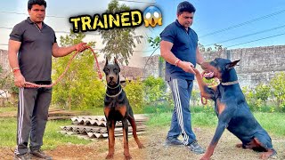 KERALA Waala European Doberman Trained Nikla 😰 [upl. by Assirim]